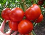Tomaten-Schwerkraft