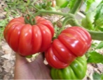 Tomaten-Pilz-Korb
