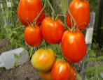 Tomaten Gänseei