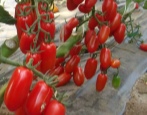 Tomatenkaiser