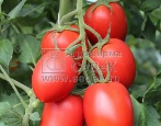Tomatenimperium