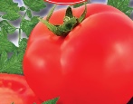 Infinity Tomato