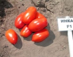 Tomaten-Inkas