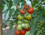Tomaten-Intuition