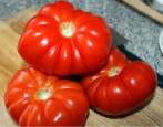 Tomatenfeige rot