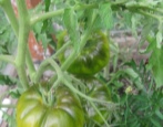 Irischer Tomatenlikör