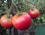 Tomate Riesenhimbeere