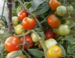 Tomaten Juni