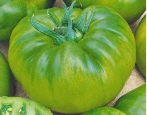 Tomaten-Smaragd-Standard