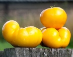 Tomaten Kasachstan gelb