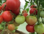 Tomaten-Kolchosen-Königin