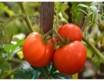 Kolchosen Tomaten