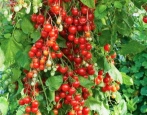 Tomaten-Süßigkeitsbaum