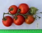 Tomaten-Rote Garde