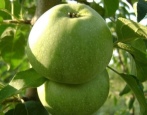 Apfelbaum Kutuzovets