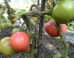 Tomatenrosa Wangen