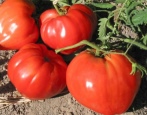 Tomaten ewiger Ruf