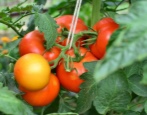 Verlioka-Tomate