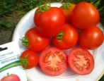 Tomate Verochka