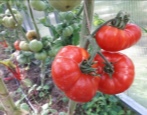 Tomate Fröhlicher Nachbar