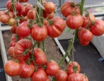 Vintage Tomate