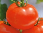 Tomaten Wolgogradets