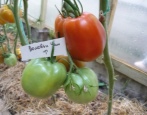 Tomaten-Kuh-Ohren