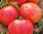 Tomatenanführer der Rothäute