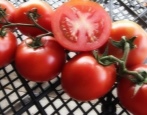 Tomaten Rätsel