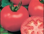 Tomatenglühen
