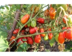 In Tomaten eingelegte Delikatesse