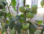 Tomato Green Grub Mystery (Grub's Mystery Green)