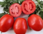 Tomaten Landsmann