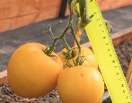 Tomatengelbes Reich