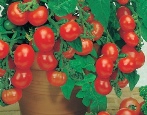 Tomato perleťově červená