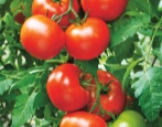 Tomatenjongleur
