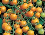Tomaten Goldlöckchen