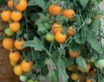 Tomaten-Goldener Bund