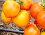 Tomaten Goldene Meile