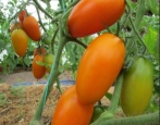 Tomaten Goldenes Vlies