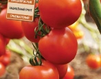 Scharlachrote Karavelle Tomate