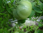 Tomatenkönigsglocke