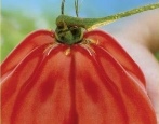 Tomaten-Königstrüffel