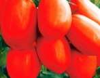Tomaten-Schwanenprinzessin