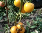 Tomaten-Königszweig