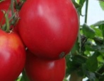 Tomate Tsifomandra