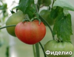 Tomaten Fidelio