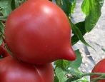 Tomate Fünfzig