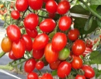 Sibiřské datlové rajče