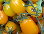 Tomaten Dattel gelb